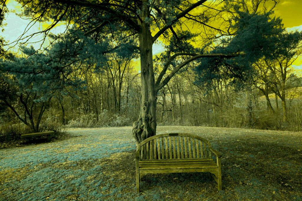 park bench under a tree