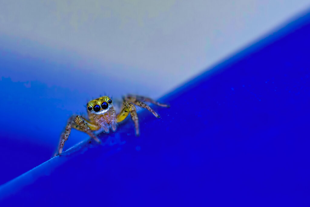 friendly spider